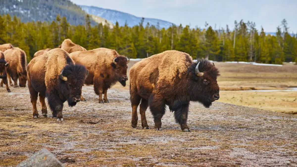 Rollistan i Yellowstone